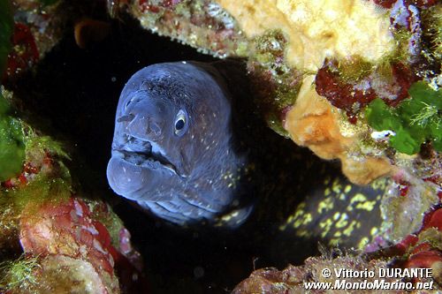 Murena (Muraena helena)