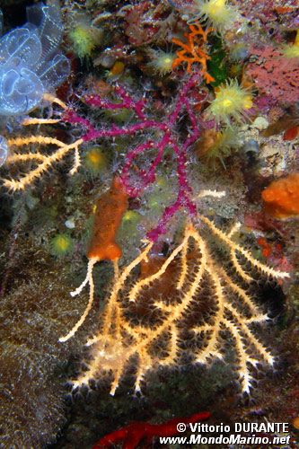 Gorgonia rossa falsa (Parerythropodium coralloides)