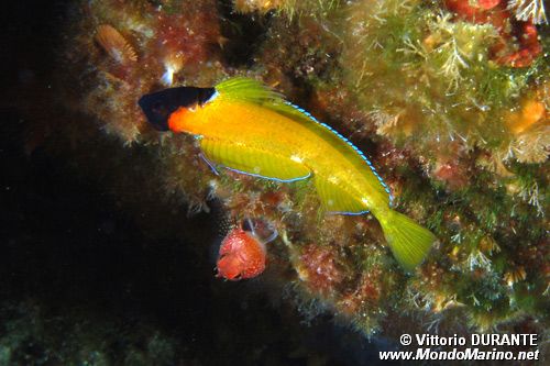 Peperoncino giallo (Trypterigion delaisi)