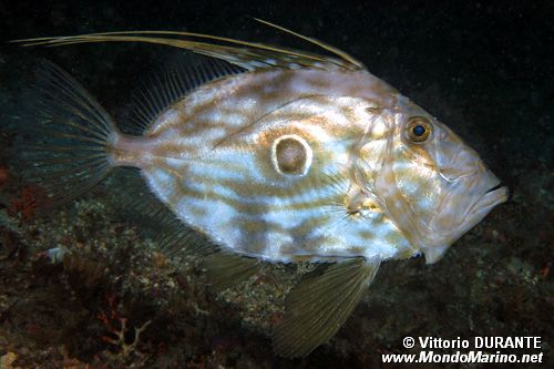 Pesce san pietro (Zeus faber)