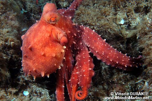 Polpessa (Octopus macropus)