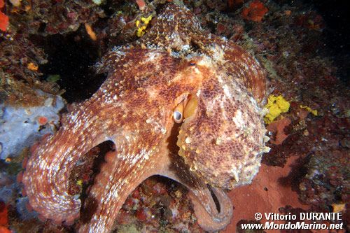Polpo comune (Octopus vulgaris)