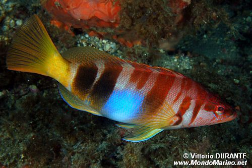 Sciarrano (Serranus scriba)