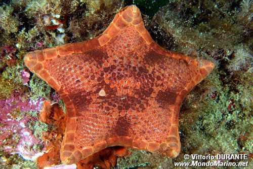 Stella pentagono (Peltaster placenta)