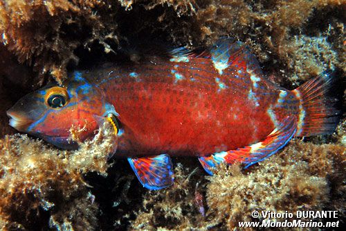 Tordo rosso (Symphodus mediterraneus)