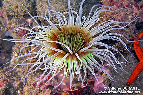Cerianto (Cerianthus membranaceus)