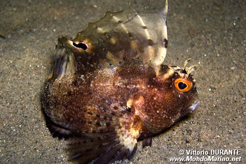 Bavosa occhiuta (Blennius ocellaris)