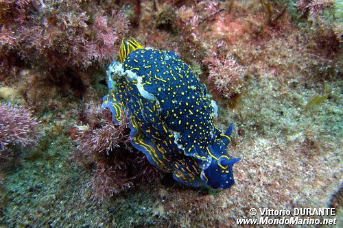 Doride dipinto (Hypselodoris picta)