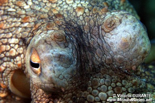 Polpo comune (Octopus vulgaris)