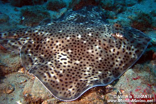 Razza (Raja montagui)