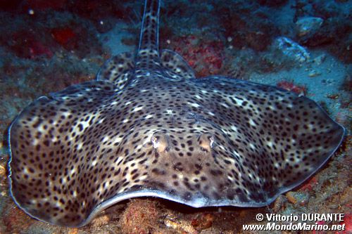 Razza (Raja montagui)