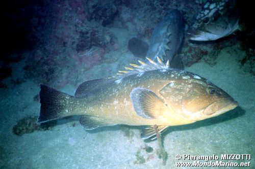 Cernia bruna (Epinephelus marginatus)