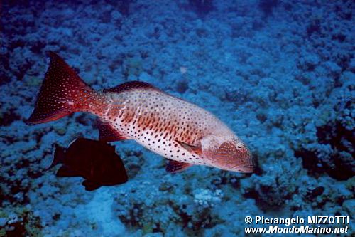 Cernia dei coralli del Mar rosso (Plectropomus pessuliferus marisrubri)