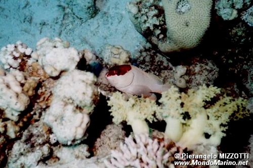 Cernia dal berretto basco (Epinephelus fasciatus)