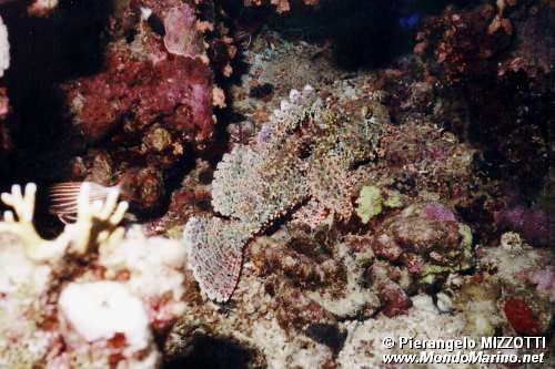 Pesce pietra falso (Scorpaenopsis diabolus)