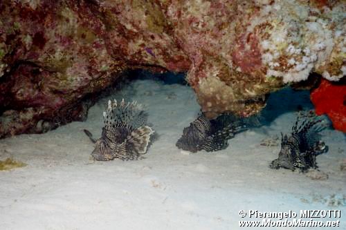 Pesce cobra (Pterois miles)