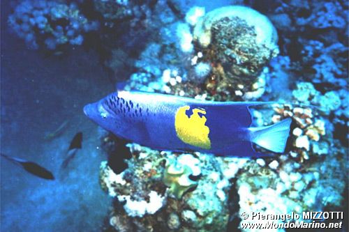 Pesce angelo maculato (Pomacanthus maculosus)