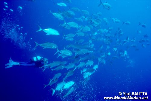 Carangide giallo (Carangoides fulvoguttatus)