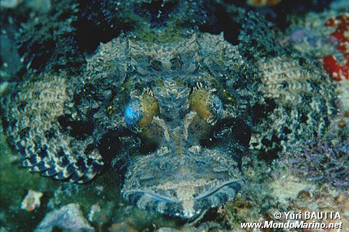 Pesce coccodrillo (Papilloculiceps longiceps)