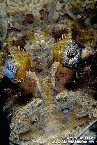 Pesce coccodrillo (Papilloculiceps longiceps)