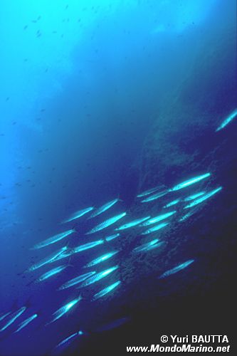 Barracuda (Sphyraena sphyraena)