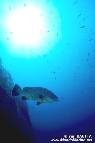 Cernia bruna (Epinephelus marginatus)