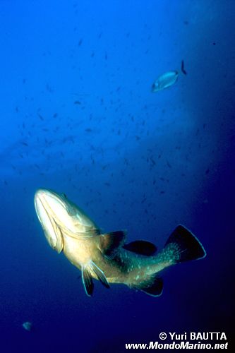 Cernia bruna (Epinephelus marginatus)