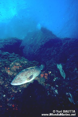Cernia bruna (Epinephelus marginatus)