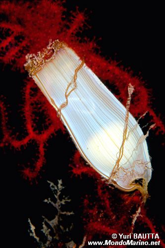 Gattuccio (Scyliorhinus canicula)