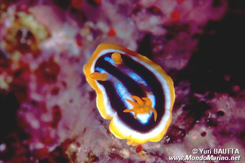 Nudibranchio pigiama (Chromodoris quadricolor)
