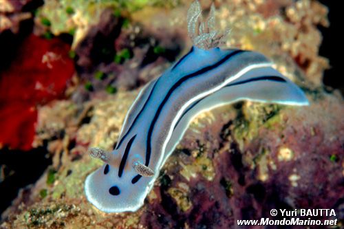 Chromodoris willani (Chromodoris willani)