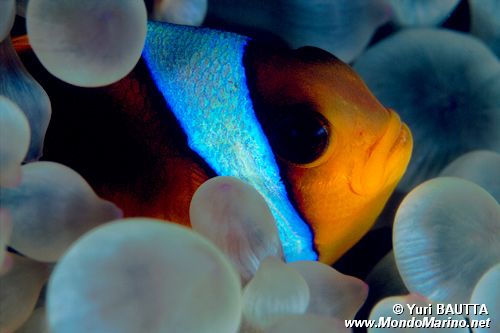 Pesce pagliaccio (Amphiprion bicinctus)