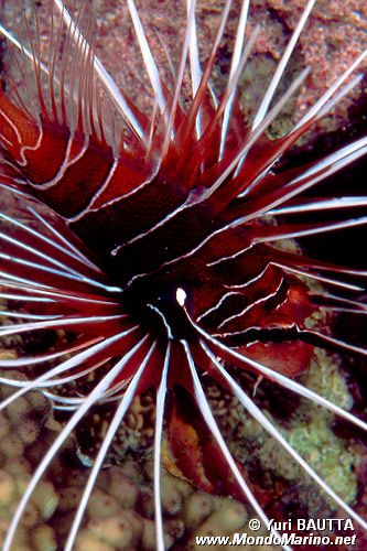 Pesce cobra (Pterois radiata)