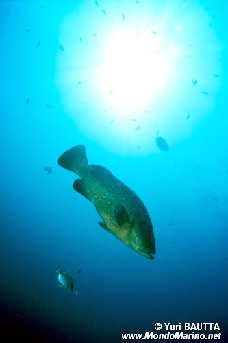 Cernia bruna (Epinephelus marginatus)