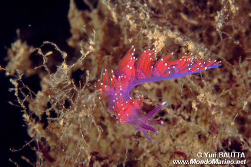 Flabellina rossa (Flabellina ischitana)