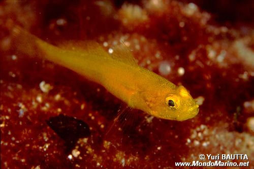 Ghiozzo dorato (Gobius auratus)