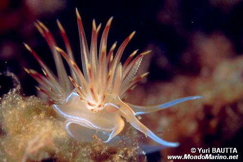 Dondice (Dondice banyulensis)