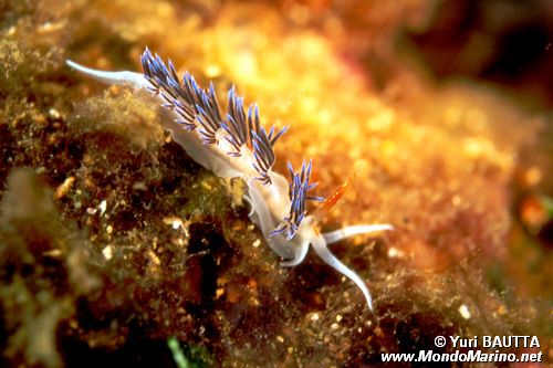 Cratena (Cratena peregrina)