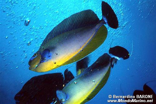 Pesce chirurgo (Naso vlamingii)