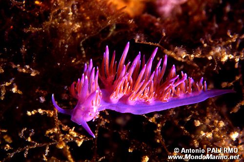 Flabellina rosa (Flabellina affinis)