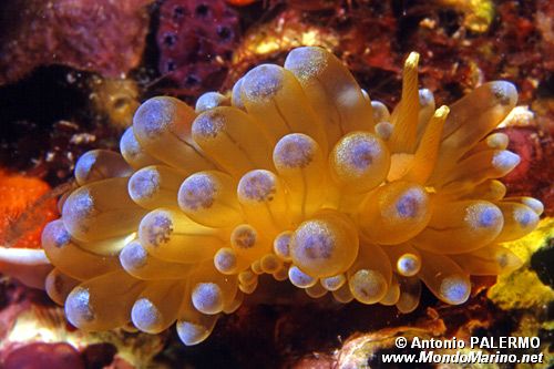 Ianolo (Janolus cristatus)