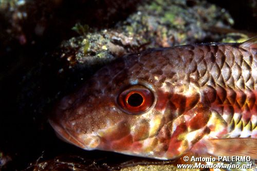 Triglia di scoglio (Mullus surmuletus)