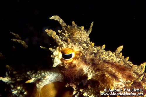 Polpo comune (Octopus vulgaris)