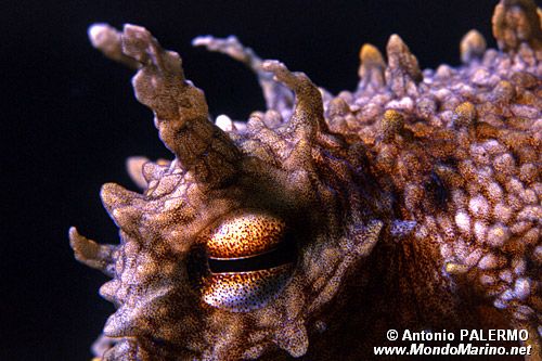 Polpo comune (Octopus vulgaris)
