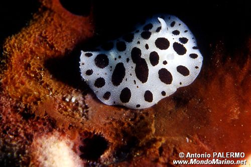 Vacchetta di mare (Discodoris atromaculata)