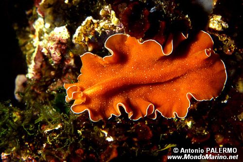 Platelminta (Yungia aurantiaca)