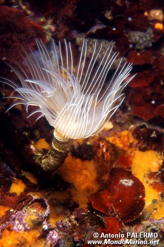 Verme dal ciuffo bianco (Protula tubularia)