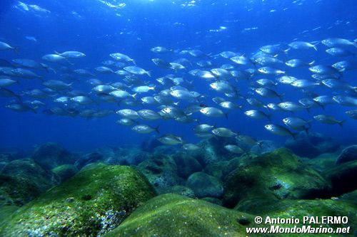 Salpa (Sarpa salpa)