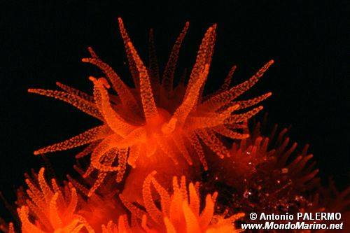 Madrepora arancione (Astroides calycularis)