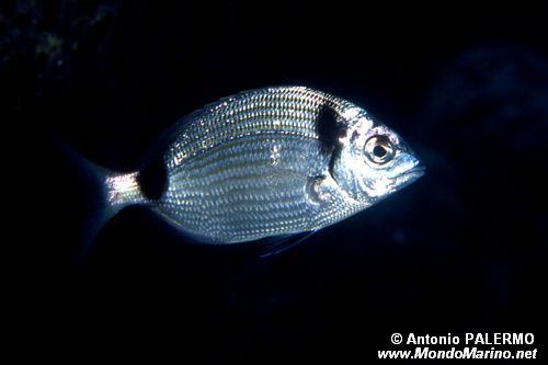 Sarago fasciato (Diplodus vulgaris)